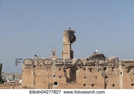 White storks (Ciconia ciconia) nesting, El Badi Palace, Marrakech, Morocco, Africa View Large Photo Image Stock Photo - White storks (Ciconia ciconia) nesting, El Badi Palace, Marrakech, Morocco, Africa. Fotosearch