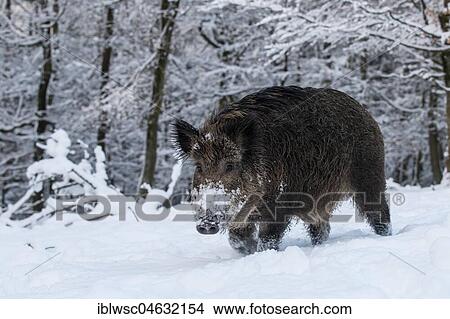 Wild boar (Sus scrofa) in the snow, Vulkaneifel, Rhineland-Palatinate, Germany, Europe View Large Photo Image Picture - Wild boar (Sus scrofa) in the snow, Vulkaneifel, Rhineland-Palatinate, Germany, Europe. Fotosearch
