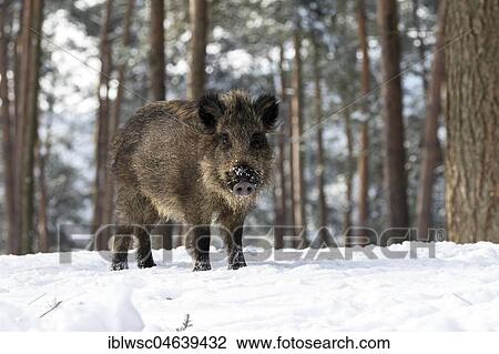 Wild boar (Sus scrofa) in the snow, Vulkaneifel, Rhineland-Palatinate, Germany, Europe View Large Photo Image Stock Image - Wild boar (Sus scrofa) in the snow, Vulkaneifel, Rhineland-Palatinate, Germany, Europe. Fotosearch
