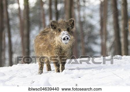 Wild boar (Sus scrofa) in the snow, Vulkaneifel, Rhineland-Palatinate, Germany, Europe View Large Photo Image Stock Image - Wild boar (Sus scrofa) in the snow, Vulkaneifel, Rhineland-Palatinate, Germany, Europe. Fotosearch