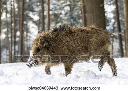 Stock Image - Wild boar (Sus scrofa) in the snow, Vulkaneifel, Rhineland-Palatinate, Germany, Europe. Fotosearch