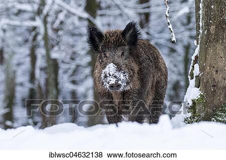 Stock Photo - Wild boar (Sus scrofa) in the snow, Vulkaneifel, Rhineland-Palatinate, Germany, Europe. Fotosearch