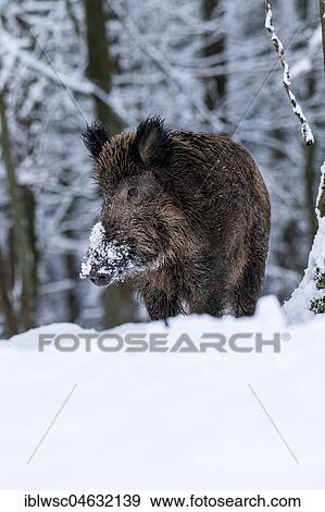 Wild boar (Sus scrofa) in the snow, Vulkaneifel, Rhineland-Palatinate, Germany, Europe View Large Photo Image Stock Photo - Wild boar (Sus scrofa) in the snow, Vulkaneifel, Rhineland-Palatinate, Germany, Europe. Fotosearch