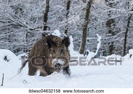 Stock Photo - Wild boar (Sus scrofa) in the snow, Vulkaneifel, Rhineland-Palatinate, Germany, Europe. Fotosearch