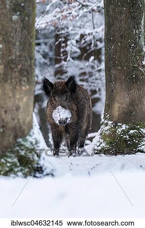 Wild boar (Sus scrofa) in the snow between trees in the forest, Vulkaneifel, Rhineland-Palatinate, Germany, Europe View Large Photo Image Stock Photography - Wild boar (Sus scrofa) in the snow between trees in the forest, Vulkaneifel, Rhineland-Palatinate, Germany, Europe. Fotosearch