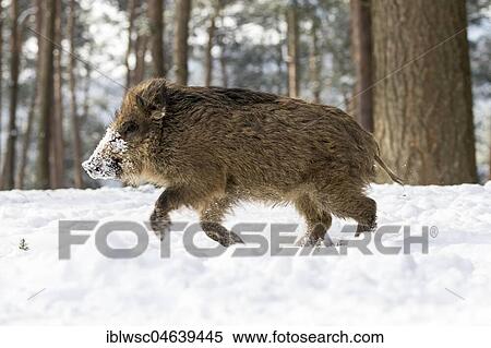 Wild boar (Sus scrofa) in the snow, Vulkaneifel, Rhineland-Palatinate, Germany, Europe View Large Photo Image Stock Photography - Wild boar (Sus scrofa) in the snow, Vulkaneifel, Rhineland-Palatinate, Germany, Europe. Fotosearch