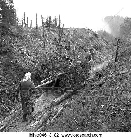 Woman at forest work, ca. 1945 to 1955, near Freiburg, Germany, Europe View Large Photo Image Stock Image - Woman at forest work, ca. 1945 to 1955, near Freiburg, Germany, Europe. Fotosearch