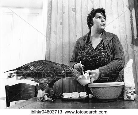 Woman feeding eagle, England, Great Britain View Large Photo Image Stock Image - Woman feeding eagle, England, Great Britain. Fotosearch