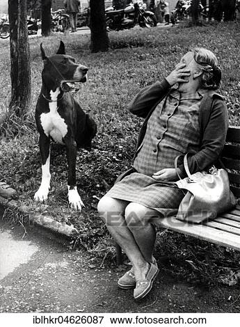 Woman frightened in front of Great Dane ca. 1970s, exact place unknown, Czech Republic, Europe View Large Photo Image Stock Photo - Woman frightened in front of Great Dane ca. 1970s, exact place unknown, Czech Republic, Europe. Fotosearch