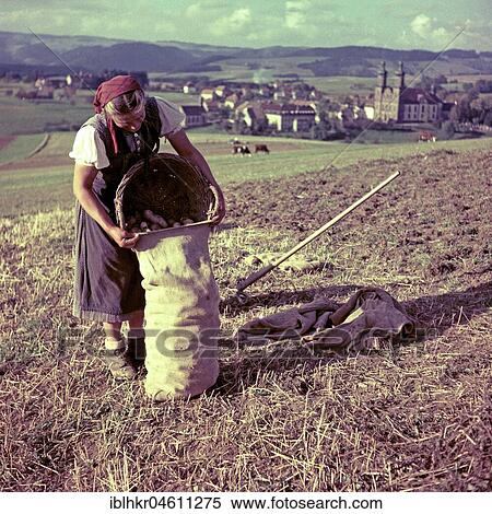 Woman harvests potatoes and collects them in a jute bag, around 1950, agricultural industry, Freiburg area, Germany, Europe View Large Photo Image Stock Photography - Woman harvests potatoes and collects them in a jute bag, around 1950, agricultural industry, Freiburg area, Germany, Europe. Fotosearch
