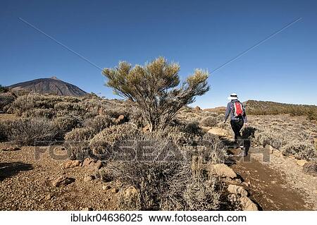 Woman on a hiking trail through volcanic landscape, Teide National Park, Tenerife, Spain, Europe View Large Photo Image Stock Photography - Woman on a hiking trail through volcanic landscape, Teide National Park, Tenerife, Spain, Europe. Fotosearch