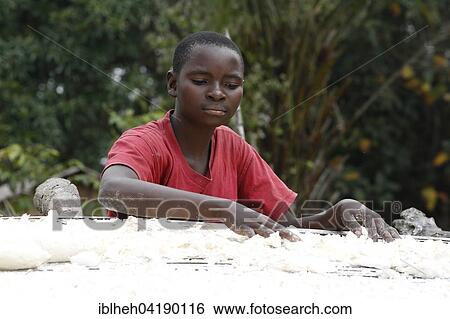 Stock Photograph - Woman spreading cassava out to dry, Matamba-Solo, Bandundu Province, Congo-Brazzaville, Africa. Fotosearch