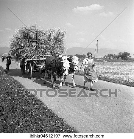 Stock Photo - Woman with hay cart, bred by cows, ca. 1945 to 1955, near Freiburg, Germany, Europe. Fotosearch