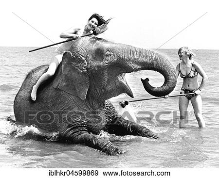 Women doing elephant washing, England, Great Britain View Large Photo Image Stock Photo - Women doing elephant washing, England, Great Britain. Fotosearch