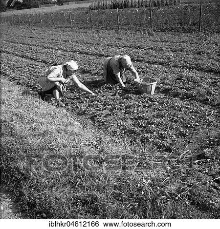 Women harvest vegetables, around Freiburg from 1945 to 1955 View Large Photo Image Stock Photograph - Women harvest vegetables, around Freiburg from 1945 to 1955. Fotosearch