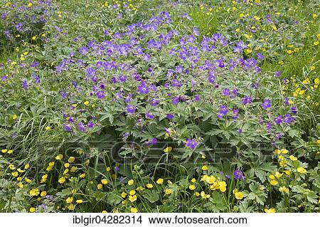 Wood cranesbill or woodland geranium (Geranium sylvaticum), Iceland, Europe View Large Photo Image Picture - Wood cranesbill or woodland geranium (Geranium sylvaticum), Iceland, Europe. Fotosearch