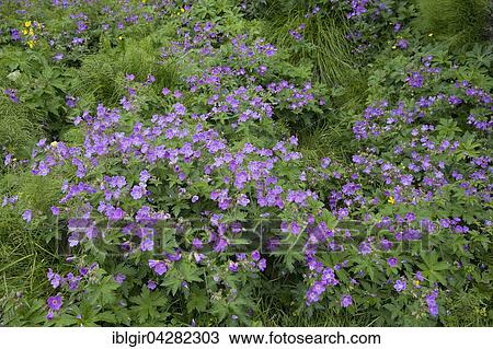 Wood cranesbill or woodland geranium (Geranium sylvaticum), Iceland, Europe View Large Photo Image Stock Image - Wood cranesbill or woodland geranium (Geranium sylvaticum), Iceland, Europe. Fotosearch
