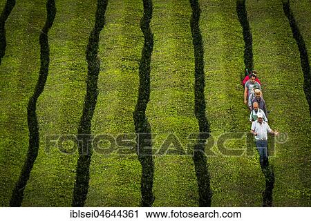 Workers at Chá Gorreana tea plantation, near São Brás de Alportel, Sao Miguel, Azores, Portugal, Europe View Large Photo Image Stock Image - Workers at Chá Gorreana tea plantation, near São Brás de Alportel, Sao Miguel, Azores, Portugal, Europe. Fotosearch