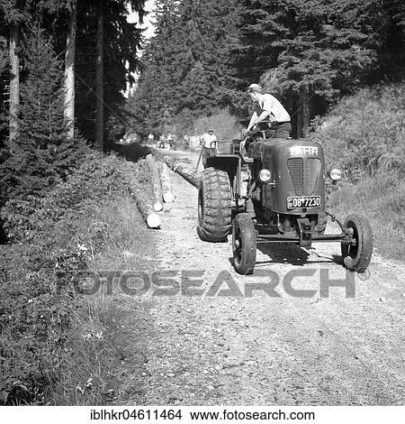 Workers transport tree trunks along a forest path, forestry approx. 1955, near Freiburg, Germany, Europe View Large Photo Image Picture - Workers transport tree trunks along a forest path, forestry approx. 1955, near Freiburg, Germany, Europe. Fotosearch