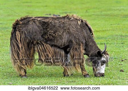Yak (Bos mutus) on pasture, Gorchi-Tereldsch National Park, Mongolia, Asia View Large Photo Image Stock Image - Yak (Bos mutus) on pasture, Gorchi-Tereldsch National Park, Mongolia, Asia. Fotosearch