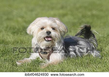 Yorkie Shih Tzu Mongrel, male, 1 year, lies on the meadow, North Rhine-Westphalia, Germany, Europe View Large Photo Image Stock Image - Yorkie Shih Tzu Mongrel, male, 1 year, lies on the meadow, North Rhine-Westphalia, Germany, Europe. Fotosearch