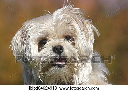 Yorkie Shih Tzu Mongrel, male, 1 year, portrait, North Rhine-Westphalia, Germany, Europe View Large Photo Image Stock Photo - Yorkie Shih Tzu Mongrel, male, 1 year, portrait, North Rhine-Westphalia, Germany, Europe. Fotosearch