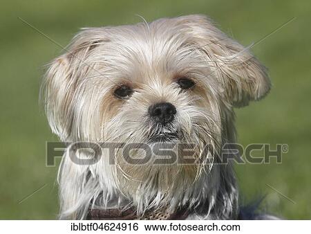 Yorkie Shih Tzu Mongrel, male, 1 year, portrait, North Rhine-Westphalia, Germany, Europe View Large Photo Image Stock Photograph - Yorkie Shih Tzu Mongrel, male, 1 year, portrait, North Rhine-Westphalia, Germany, Europe. Fotosearch