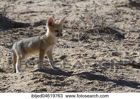 Young Cape fox (Vulpes chama) looking out at burrow entrance, morning light, Kgalagadi Transfrontier Park, Northern Cape, South Africa, Africa View Large Photo Image Stock Image - Young Cape fox (Vulpes chama) looking out at burrow entrance, morning light, Kgalagadi Transfrontier Park, Northern Cape, South Africa, Africa. Fotosearch