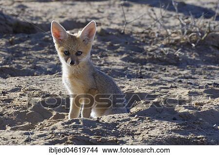 Young Cape fox (Vulpes chama), sitting near the burrow, morning light, Kgalagadi Transfrontier Park, Northern Cape, South Africa, Africa View Large Photo Image Picture - Young Cape fox (Vulpes chama), sitting near the burrow, morning light, Kgalagadi Transfrontier Park, Northern Cape, South Africa, Africa. Fotosearch