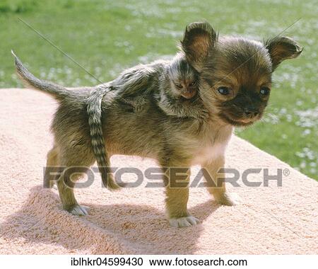 Young dog with young monkey, England, Great Britain View Large Photo Image Stock Image - Young dog with young monkey, England, Great Britain. Fotosearch