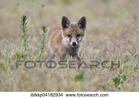 Picture - Young red fox (Vulpes vulpes) on brownfield site, stalking, Lausitz, Saxony, Germany, Europe. Fotosearch