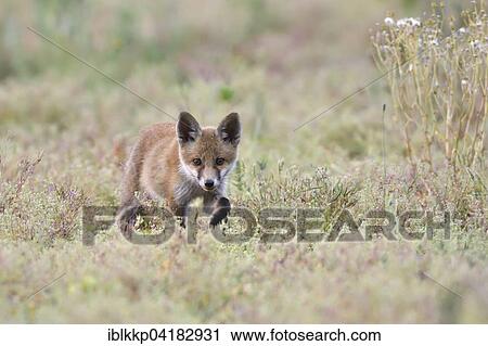 Young red fox (Vulpes vulpes) on brownfield site, stalking, Lausitz, Saxony, Germany, Europe View Large Photo Image Stock Image - Young red fox (Vulpes vulpes) on brownfield site, stalking, Lausitz, Saxony, Germany, Europe. Fotosearch