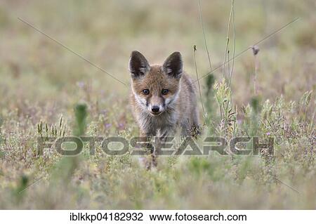 Stock Image - Young red fox (Vulpes vulpes) on brownfield site, stalking, Lausitz, Saxony, Germany, Europe. Fotosearch