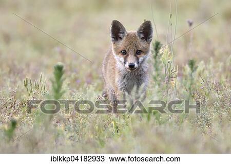 Stock Image - Young red fox (Vulpes vulpes) on brownfield site, stalking, Lausitz, Saxony, Germany, Europe. Fotosearch