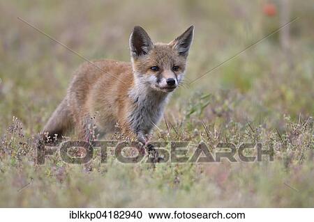 Stock Image - Young red fox (Vulpes vulpes) on brownfield site, Lausitz, Saxony, Germany, Europe. Fotosearch