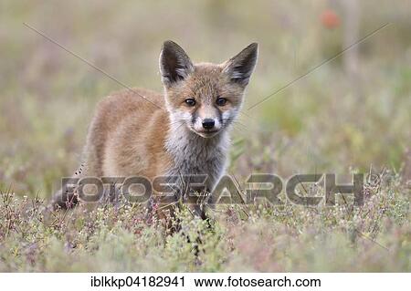 Young red fox (Vulpes vulpes) on brownfield site, Lausitz, Saxony, Germany, Europe View Large Photo Image Stock Image - Young red fox (Vulpes vulpes) on brownfield site, Lausitz, Saxony, Germany, Europe. Fotosearch