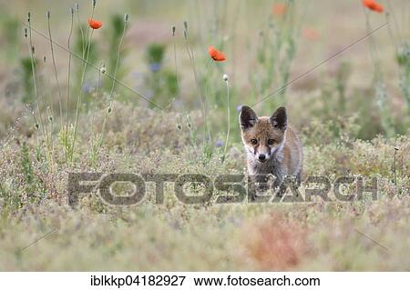 Stock Photo - Young red fox (Vulpes vulpes) on brownfield site between poppies (Papaver sp. ), Lausitz, Saxony, Germany, Europe. Fotosearch