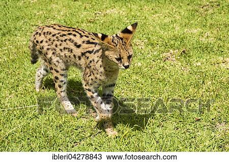 Young serval (Leptailurus serval) walking on grass, two years old, captive View Large Photo Image Stock Image - Young serval (Leptailurus serval) walking on grass, two years old, captive. Fotosearch