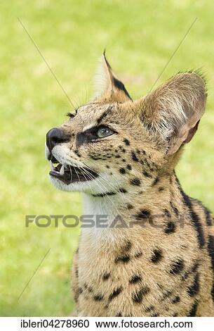 Young serval (Leptailurus serval), two years old, portrait, captive View Large Photo Image Stock Image - Young serval (Leptailurus serval), two years old, portrait, captive. Fotosearch