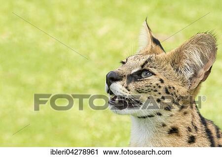 Young serval (Leptailurus serval), two years old, portrait, captive View Large Photo Image Stock Image - Young serval (Leptailurus serval), two years old, portrait, captive. Fotosearch