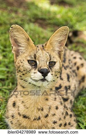 Young serval (Leptailurus serval), two years old, portrait, captive View Large Photo Image Stock Photo - Young serval (Leptailurus serval), two years old, portrait, captive. Fotosearch