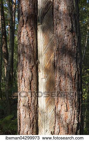 Abgeloste Baumrinde oder Harzlachten zur Harzgewinnung an Kiefernstamm, Darsser Wald, Darss, Fischland-Darss-Zingst, Nationalpark Vorpommersche Boddenlandschaft, Mecklenburg-Vorpommern, Deutschland, Europa View Large Photo Image Stock Image - Abgeloste Baumrinde oder Harzlachten zur Harzgewinnung an Kiefernstamm, Darsser Wald, Darss, Fischland-Darss-Zingst, Nationalpark Vorpommersche Boddenlandschaft, Mecklenburg-Vorpommern, Deutschland, Europa. Fotosearch