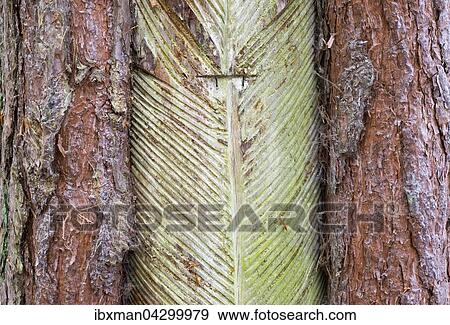 Abgeloste Baumrinde oder Harzlachten zur Harzgewinnung an Kiefernstamm, Darsser Wald, Darss, Fischland-Darss-Zingst, Nationalpark Vorpommersche Boddenlandschaft, Mecklenburg-Vorpommern, Deutschland, Europa View Large Photo Image Stock Photo - Abgeloste Baumrinde oder Harzlachten zur Harzgewinnung an Kiefernstamm, Darsser Wald, Darss, Fischland-Darss-Zingst, Nationalpark Vorpommersche Boddenlandschaft, Mecklenburg-Vorpommern, Deutschland, Europa. Fotosearch