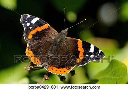 Admiral (Vanessa atalanta) sitzt auf dem Blutenstand vom Efeu (Hedera helix), Nordrhein-Westfalen, Deutschland, Europa View Large Photo Image Stock Image - Admiral (Vanessa atalanta) sitzt auf dem Blutenstand vom Efeu (Hedera helix), Nordrhein-Westfalen, Deutschland, Europa. Fotosearch