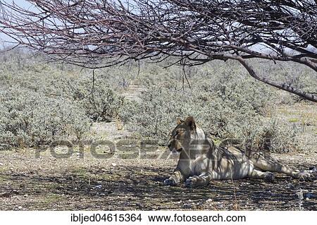 African lion (Panthera leo), lioness lying in the shade of a tree, alert, Etosha National Park, Namibia, Africa View Large Photo Image Picture - African lion (Panthera leo), lioness lying in the shade of a tree, alert, Etosha National Park, Namibia, Africa. Fotosearch