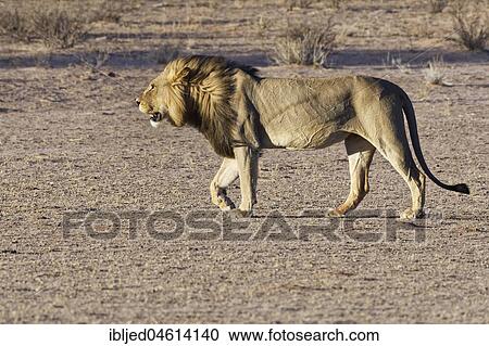 African lion (Panthera leo) walking, Kgalagadi Transfrontier Park, Northern Cape, South Africa, Africa View Large Photo Image Stock Image - African lion (Panthera leo) walking, Kgalagadi Transfrontier Park, Northern Cape, South Africa, Africa. Fotosearch