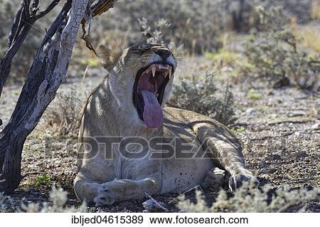 African lion (Panthera leo), yawning lioness lying in the shade of a tree, Etosha National Park, Namibia, Africa View Large Photo Image Stock Photo - African lion (Panthera leo), yawning lioness lying in the shade of a tree, Etosha National Park, Namibia, Africa. Fotosearch
