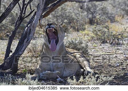 African lion (Panthera leo), yawning lioness lying in the shade of a tree, Etosha National Park, Namibia, Africa View Large Photo Image Stock Photography - African lion (Panthera leo), yawning lioness lying in the shade of a tree, Etosha National Park, Namibia, Africa. Fotosearch