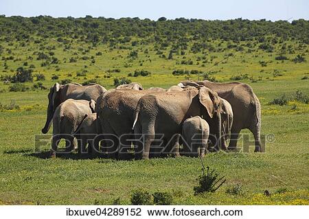 Afrikanische Elefanten bilden einen Ring, (Loxodonta africana), Herde beschutzt Jungtiere, Addo Elephant Nationalpark, Ostkap, Sudafrika View Large Photo Image Stock Image - Afrikanische Elefanten bilden einen Ring, (Loxodonta africana), Herde beschutzt Jungtiere, Addo Elephant Nationalpark, Ostkap, Sudafrika. Fotosearch