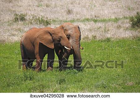 Afrikanische Elefanten, Jungtiere, mit rotem Schlamm bedeckt, (Loxodonta africana), Addo Elephant Nationalpark, Ostkap, Sudafrika View Large Photo Image Stock Photo - Afrikanische Elefanten, Jungtiere, mit rotem Schlamm bedeckt, (Loxodonta africana), Addo Elephant Nationalpark, Ostkap, Sudafrika. Fotosearch